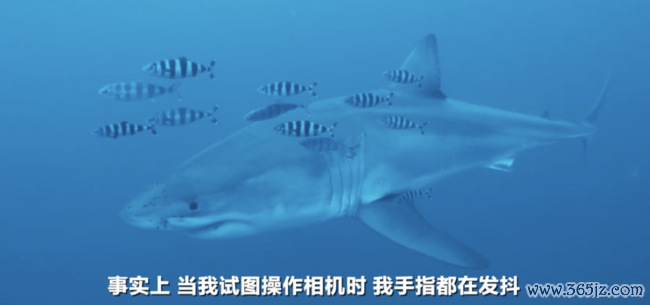 德国一潜水员在地中海拍到大白鲨 荒废画面具科学价值
