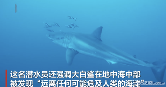 德国一潜水员在地中海拍到大白鲨 荒废画面具科学价值